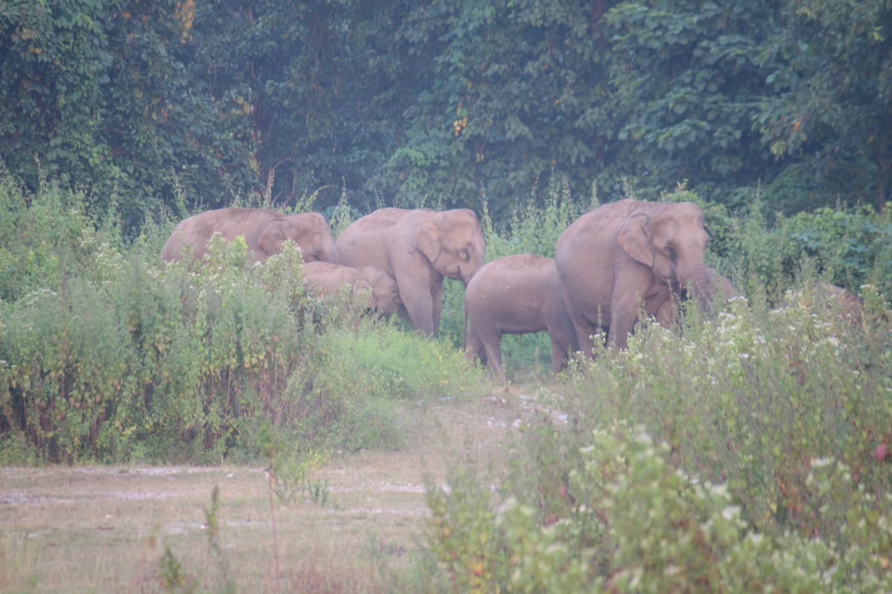 elephant jhapa (2).jpg